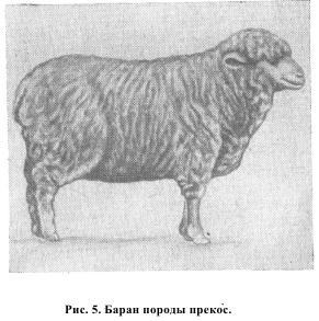 Тонкорунные породы овец