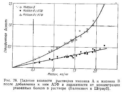 Определение активности актомиозина по Баленовичу и Штраубу